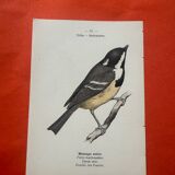 Botanical engraving birds double sided naturalist board