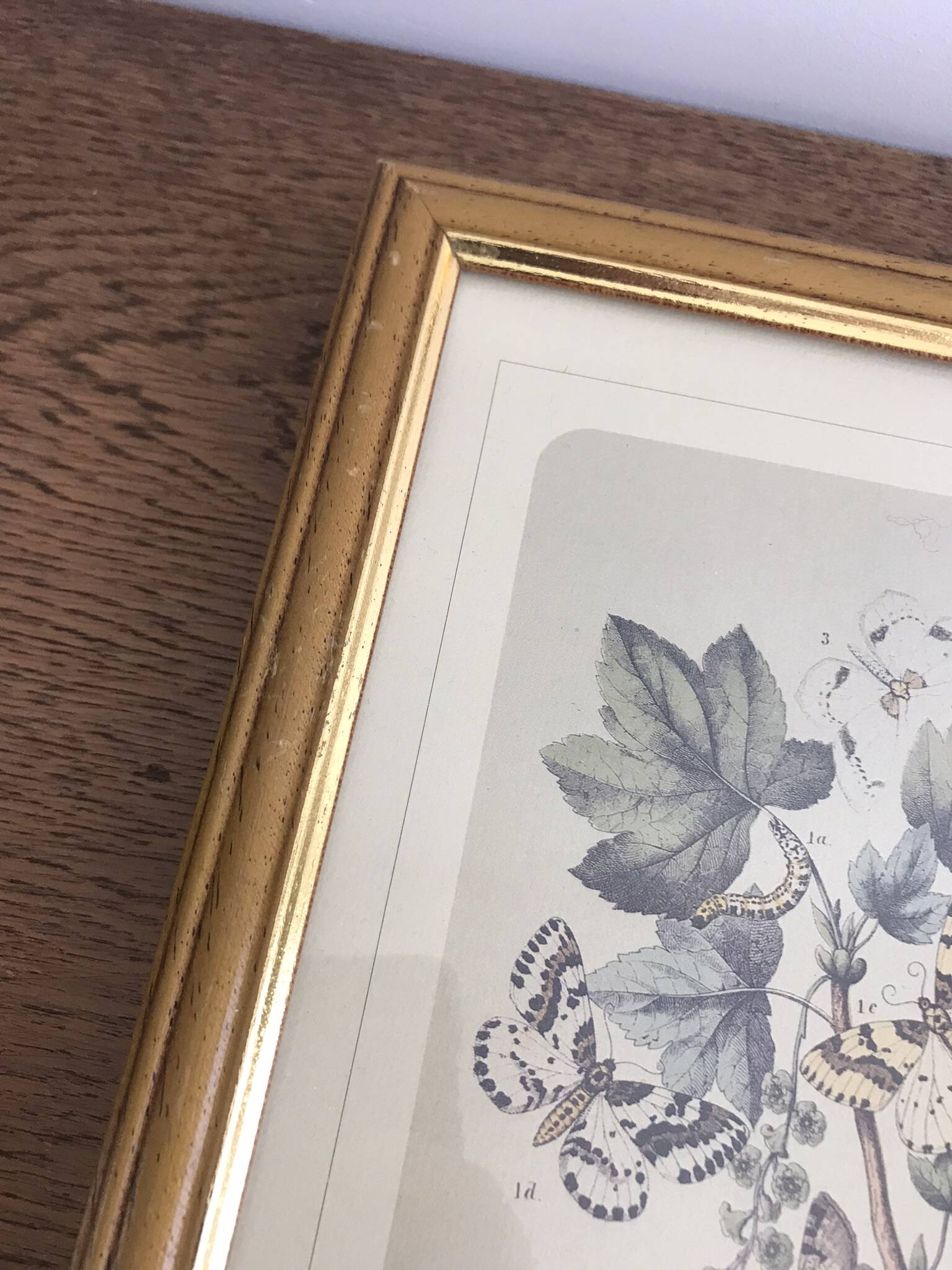 Botanical card butterfly vintage lithograph 3