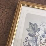 Botanical card butterfly vintage lithograph 3