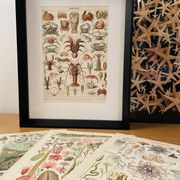Lithographie sur les insectes, crustacés et arthropodes - 1920