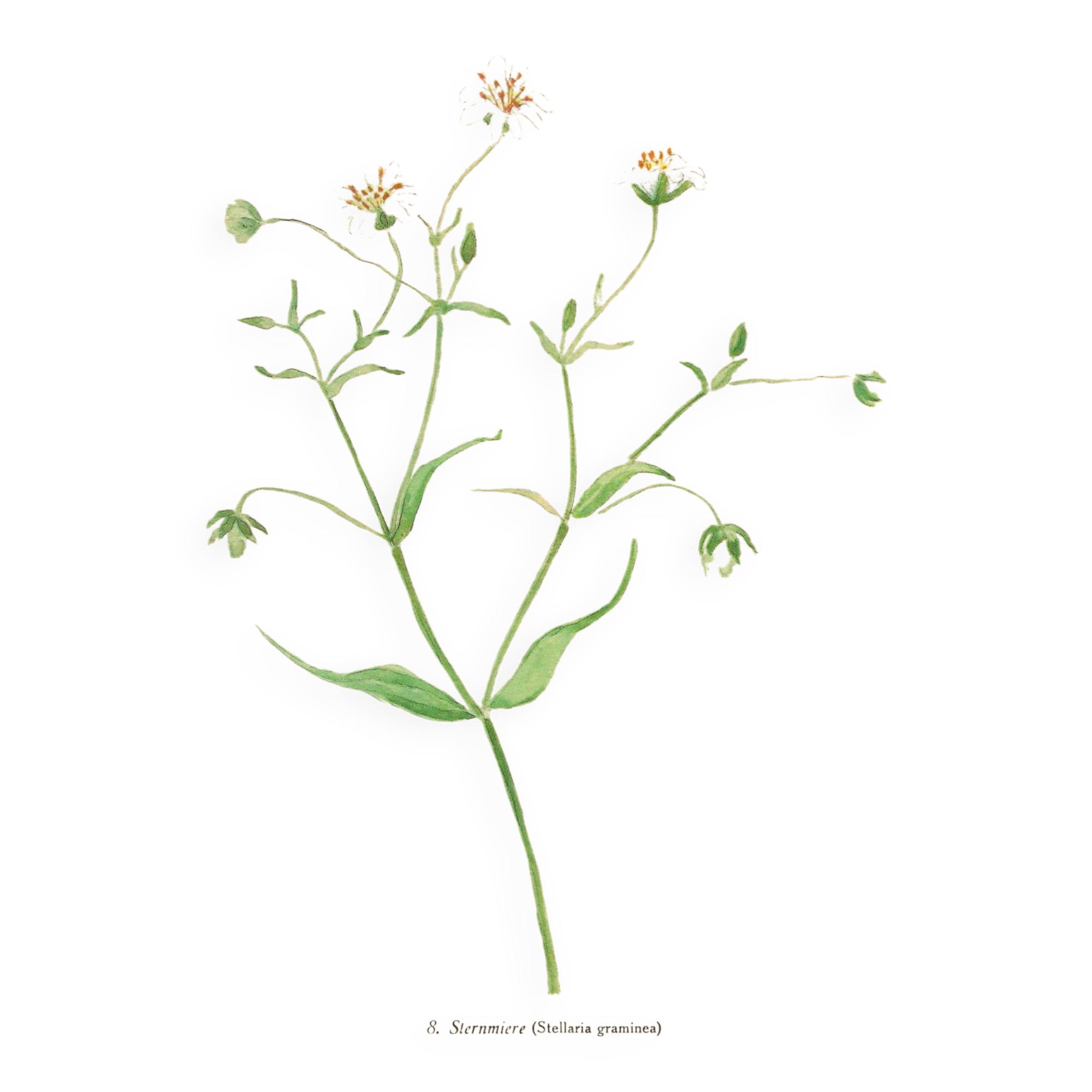 Old illustration 1948 - Stellar by Strache - Wild Flora plate