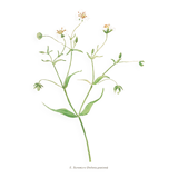 Old illustration 1948 - Stellar by Strache - Wild Flora plate