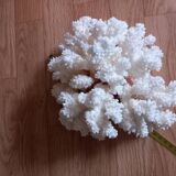 Coral shells