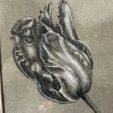 Etude documentaire d'une fleur, drawing, Dumant, 1951