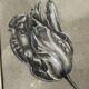 Etude documentaire d'une fleur, dessin, Dumant, 1951