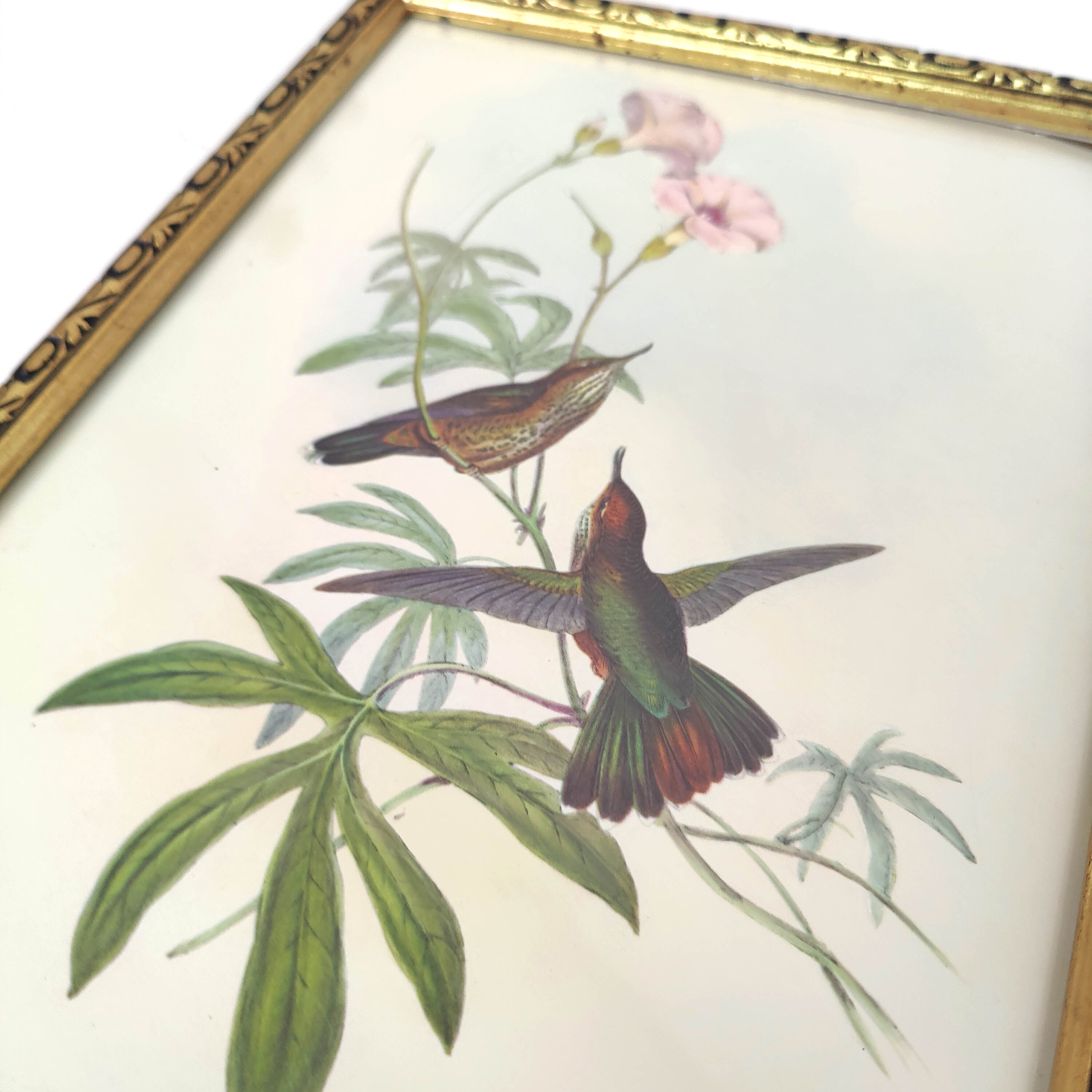 Lot 2 wooden frames botanical illustrations J. Gould and HC Richter