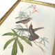 Lot 2 wooden frames botanical illustrations J. Gould and HC Richter