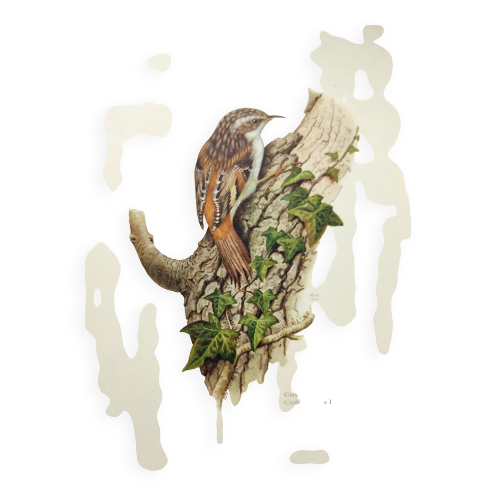 Vintage bird illustration from the 60s - Woodcreeper - Old zoological board