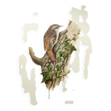 Vintage bird illustration from the 60s - Woodcreeper - Old zoological board