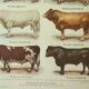 Antique engraving 1922, Bull and Bovine, bovine breeds, cow • Lithograph, original illustration