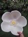 Rosehip flower bowl