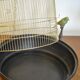 CAGE A OISEAUX