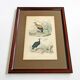 Lot de 2 gravures animalières xixème illustration travies encadrement d’art cabinet de curiosité