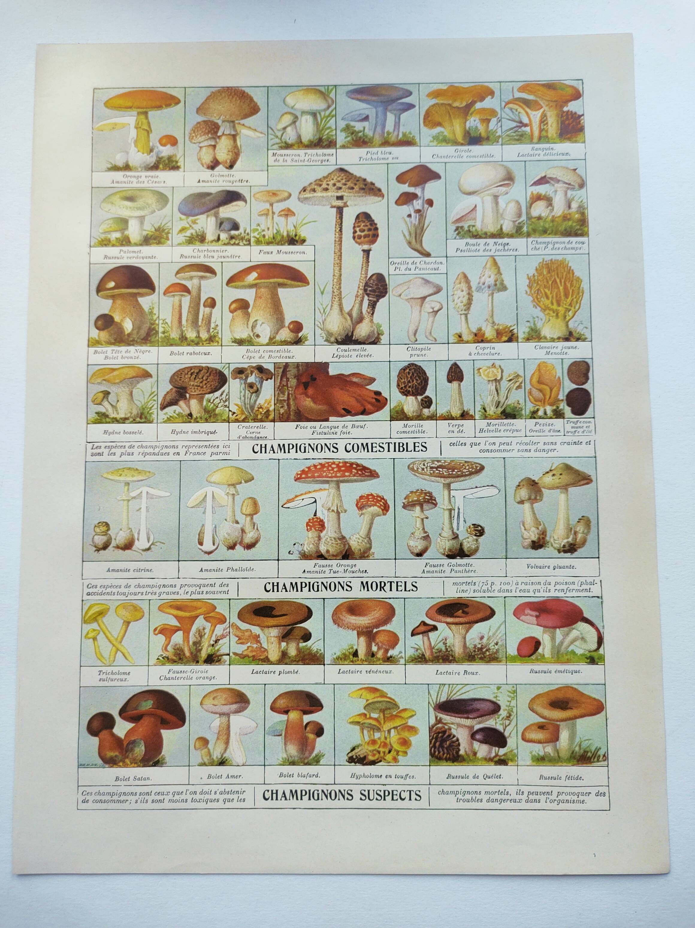 Old engraving from 1920 - Mushrooms - Original plate - mycology