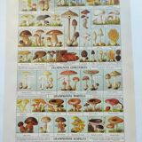 Old engraving from 1920 - Mushrooms - Original plate - mycology