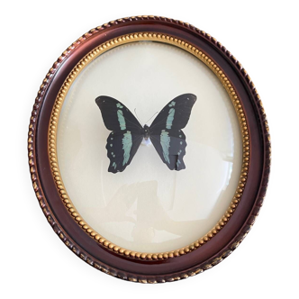 Butterfly frame naturalized curved glass