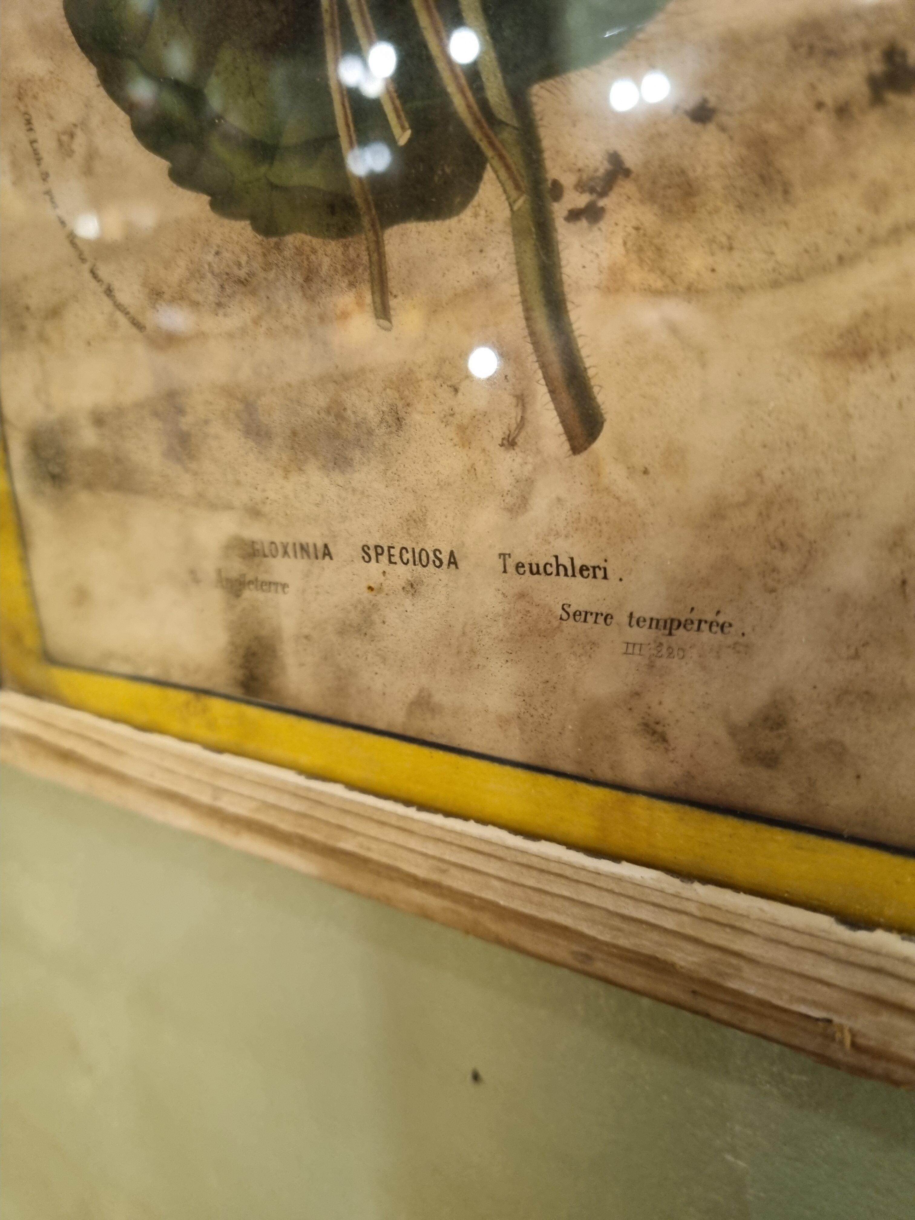 Floral engraving late 18th