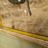 Floral engraving late 18th