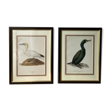 Frames illustrations birds