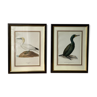 Frames illustrations birds