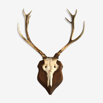 Beautiful Trophy old deer antler - 100x65cm
