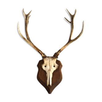 Beautiful Trophy old deer antler - 100x65cm