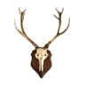 Beautiful Trophy old deer antler - 100x65cm