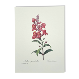 Planche botanique "Muflier à flaurs fleurs"