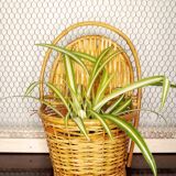 Vintage wicker basket