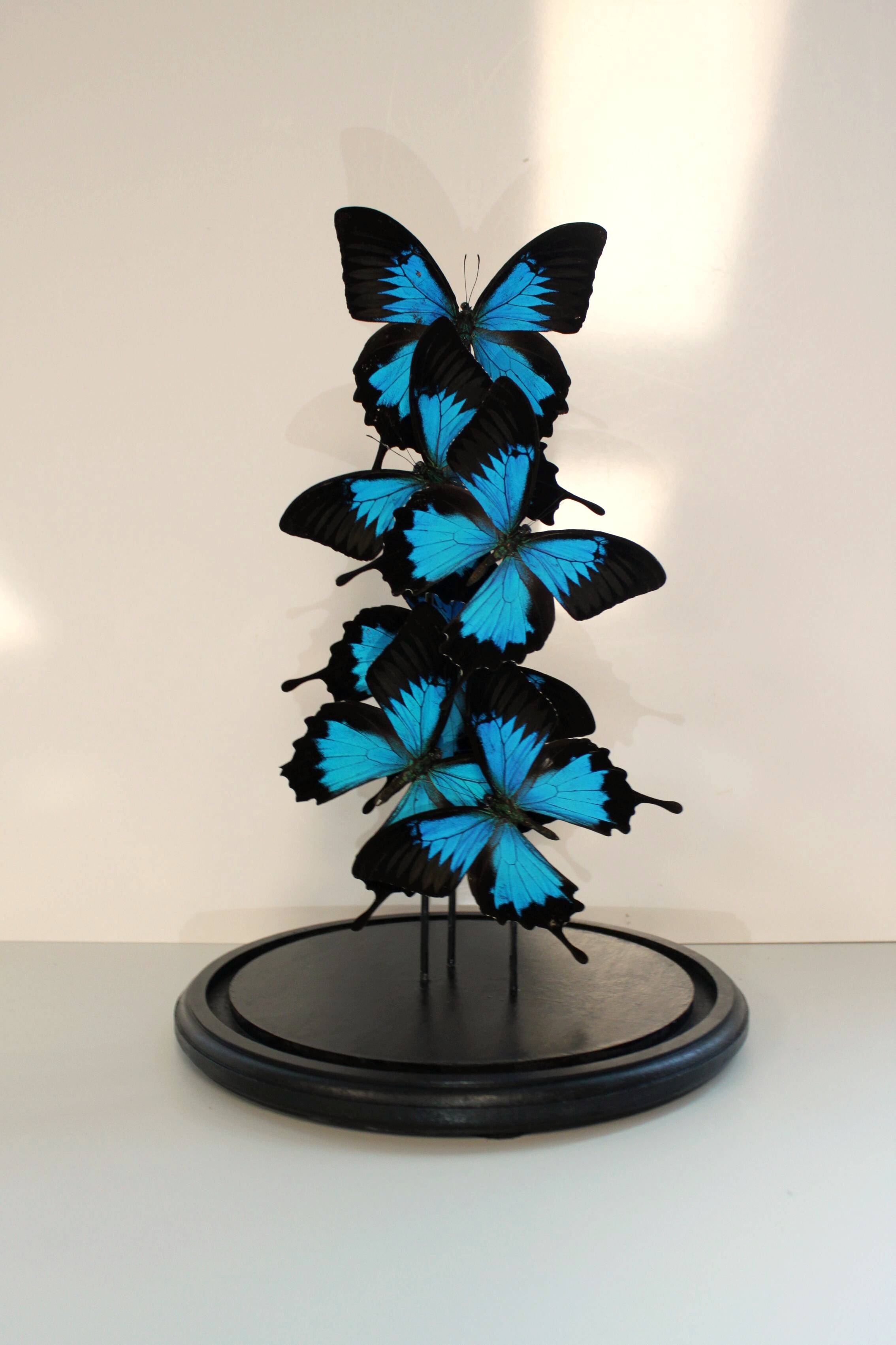 Flight of butterflies under globe.