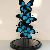 Flight of butterflies under globe.