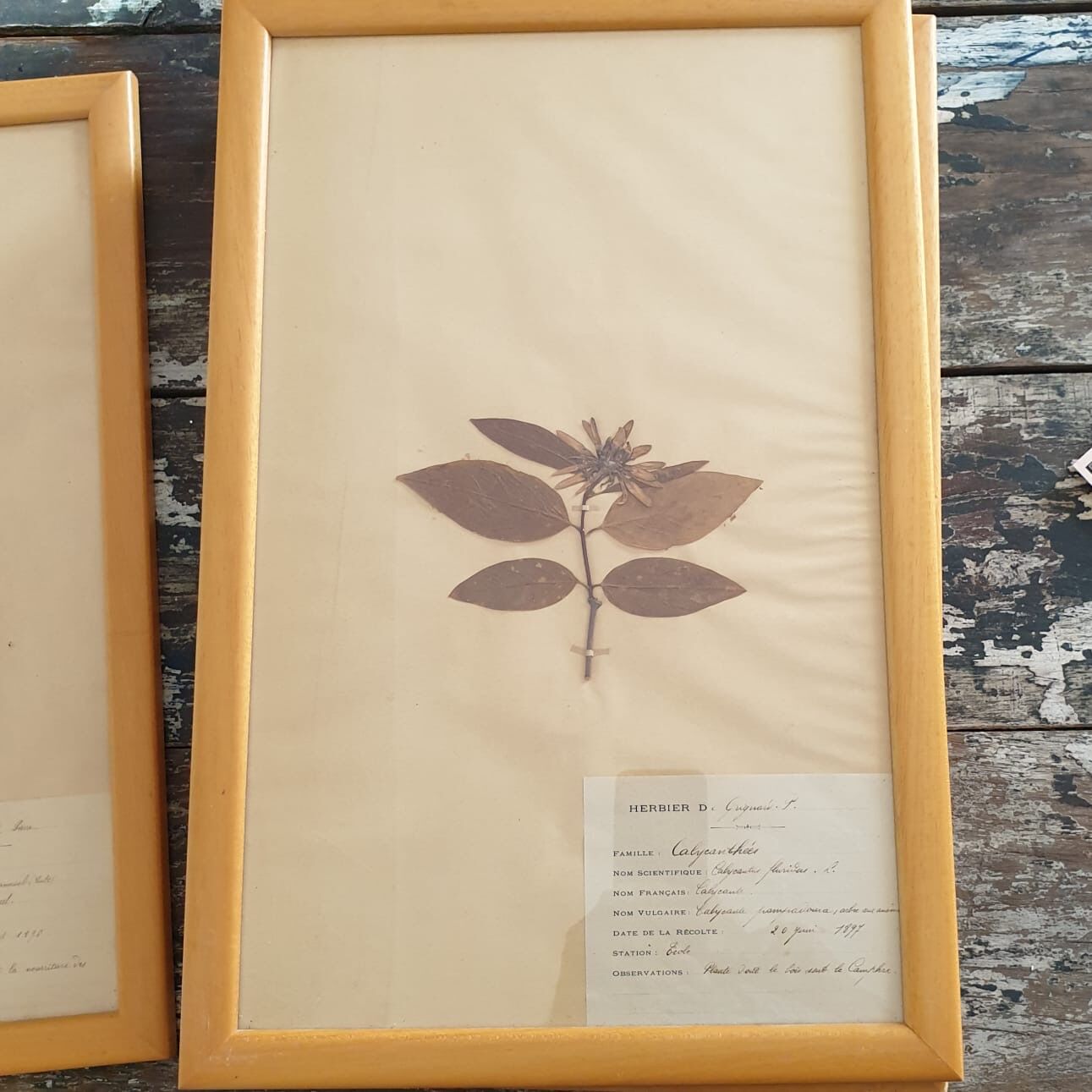 Herbarium boards late 19th