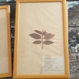 Herbarium boards late 19th