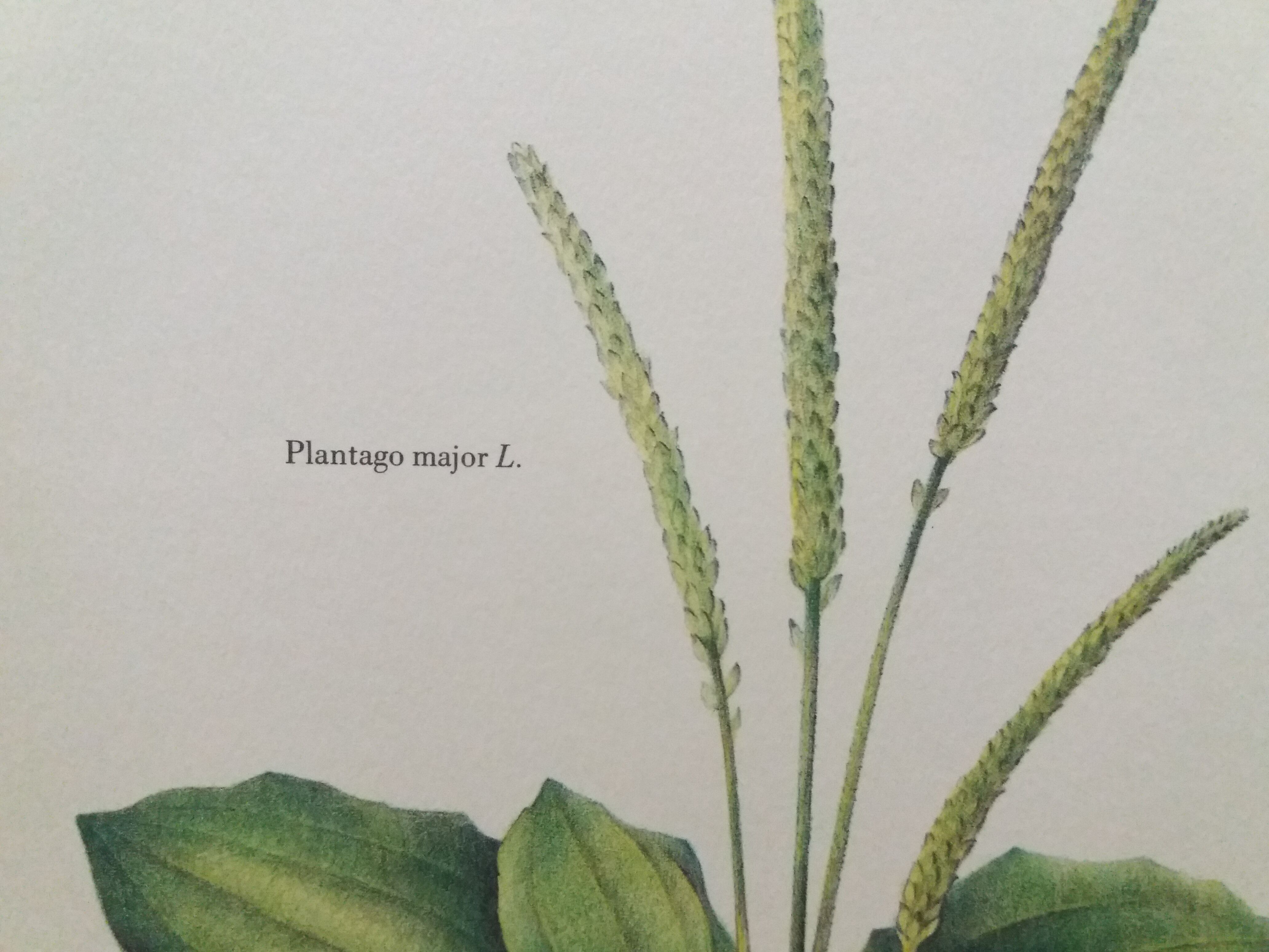 Grand Plantain botanical plank