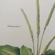 Grand Plantain botanical plank