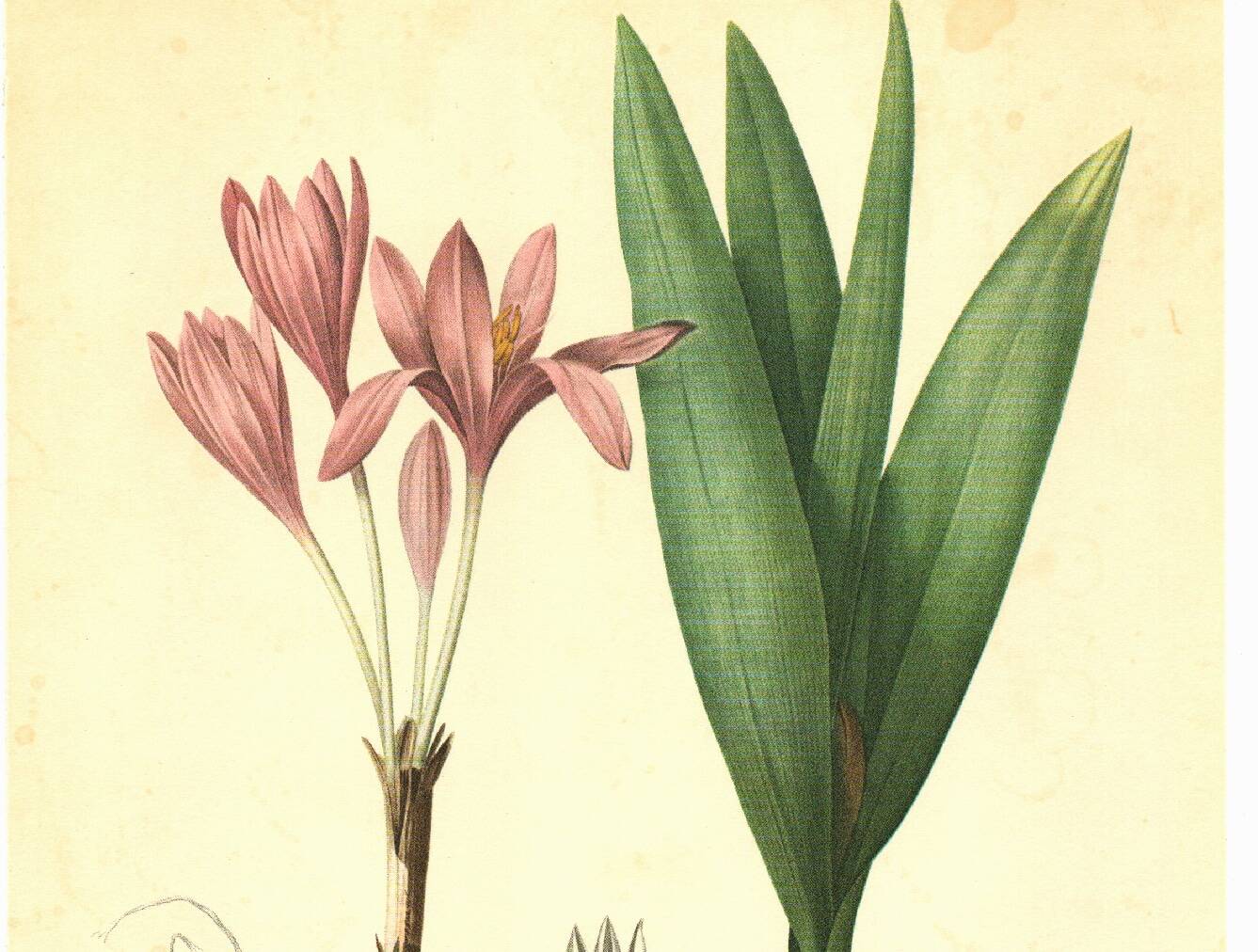 Illustration ancienne 1959 - Colchique d'automne - planche fleur et plante