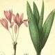 Illustration ancienne 1959 - Colchique d'automne - planche fleur et plante
