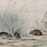 Original zoological board " rat, squirrel, mulot,... " - buffon 1840