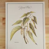 Botanical board Nettle