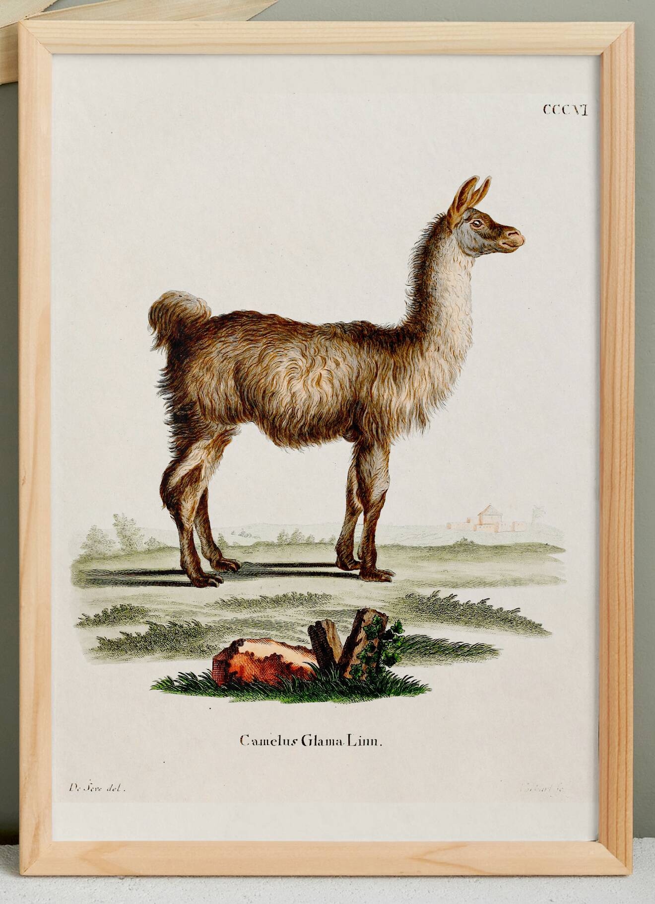 Poster about the Lama, based on an old engraving from 1774.