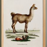 Poster about the Lama, based on an old engraving from 1774.