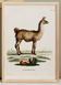 Affiche sur le Lama, d'après une gravure ancienne de 1774.