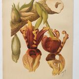 Botanical engraving from 1897 - Stanhopea Tigrina - Original plate A.Lefevre