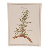 Lavender botanical board
