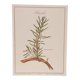 Lavender botanical board