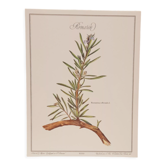 Lavender botanical board