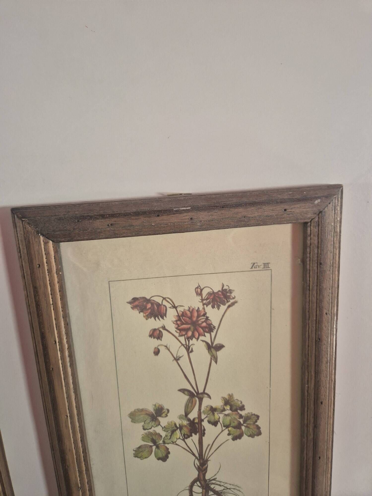 set of 3 vintage floral plant triptych posters