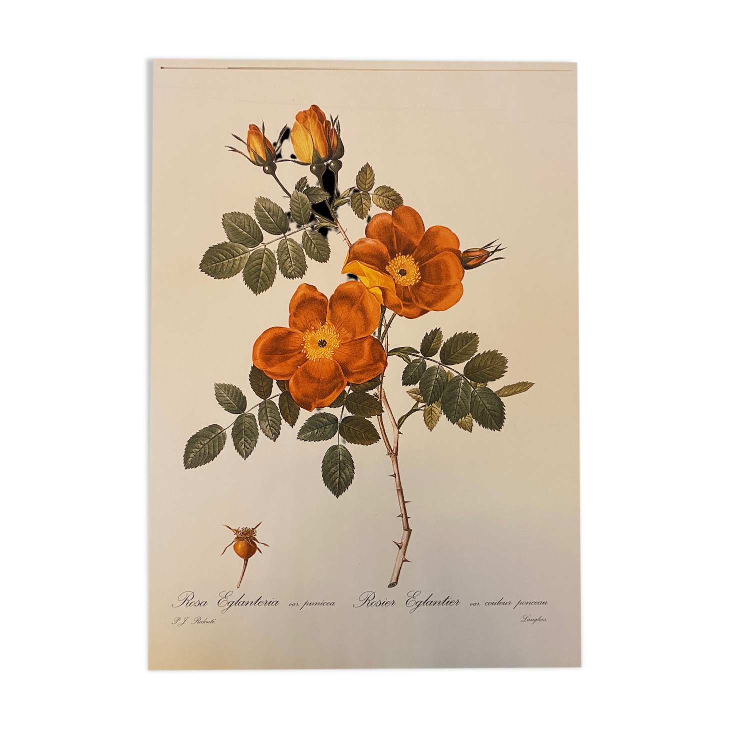 Illustration poster Pierre Joseph Redouté