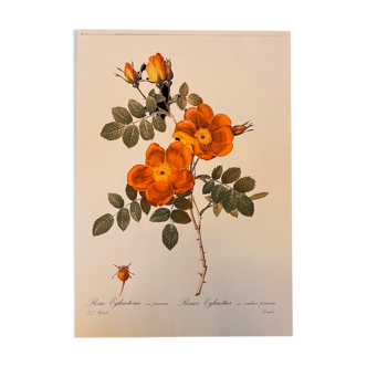 Illustration poster Pierre Joseph Redouté