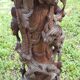 Exotic wood column (indonesia?)